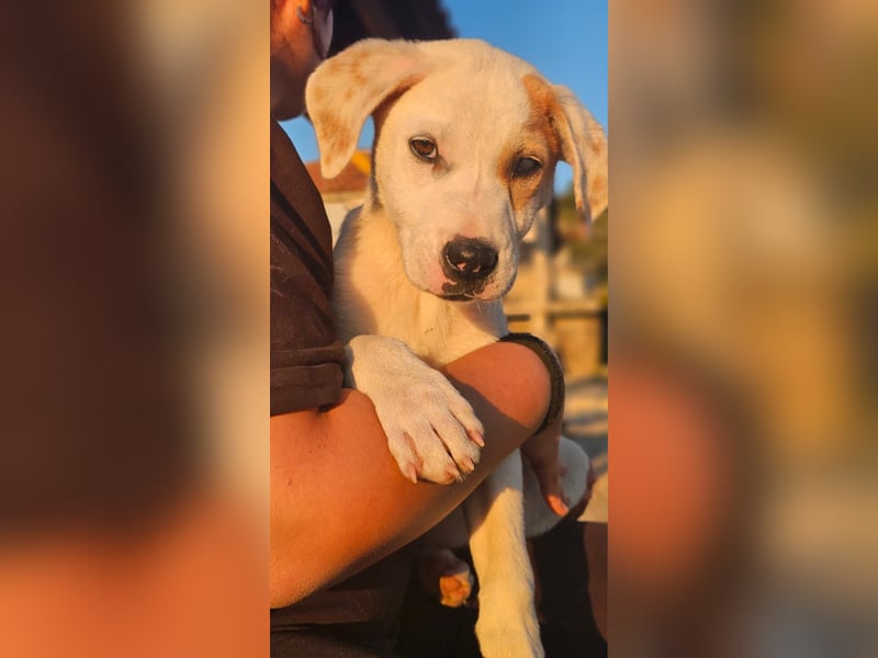 Ingrid, Welpenmädchen sucht ihr Glück