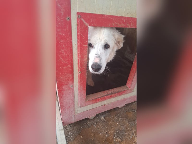 Akari - Ruhige Hündin sucht ruhiges Zuhause