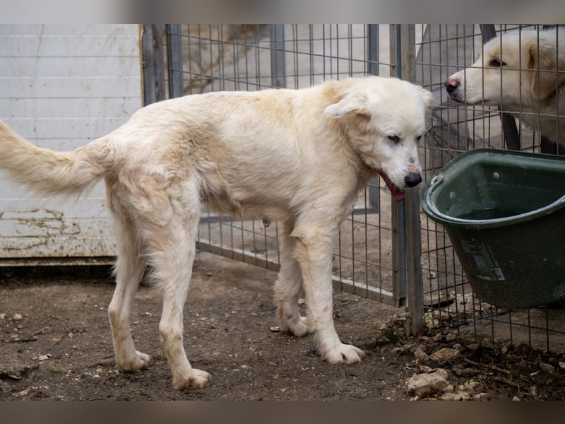 Akari - Ruhige Hündin sucht ruhiges Zuhause