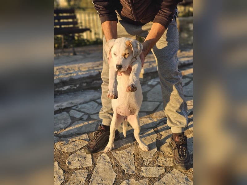 Ingrid, Welpenmädchen sucht ihr Glück