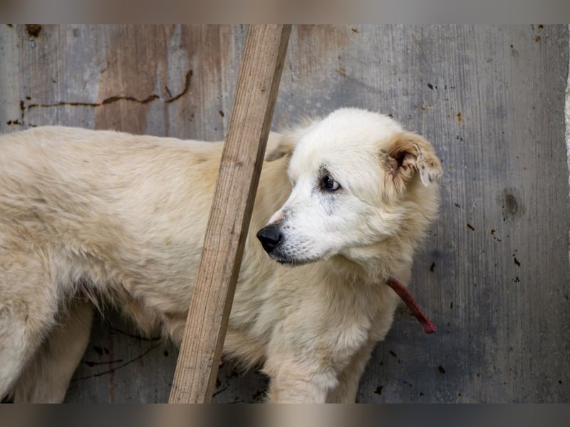 Akari - Ruhige Hündin sucht ruhiges Zuhause