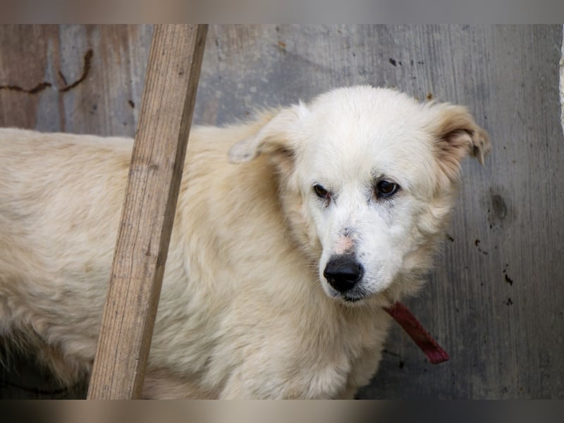 Akari - Ruhige Hündin sucht ruhiges Zuhause