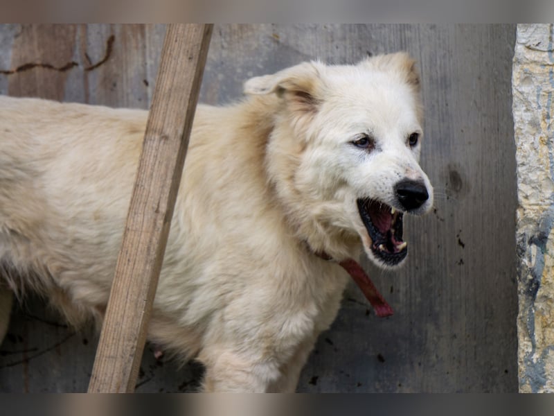 Akari - Ruhige Hündin sucht ruhiges Zuhause