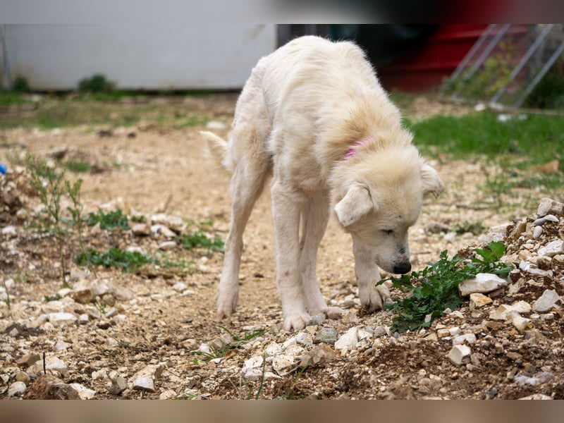 Akari - Ruhige Hündin sucht ruhiges Zuhause