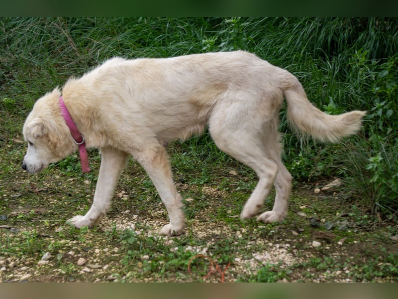 Akari - Ruhige Hündin sucht ruhiges Zuhause