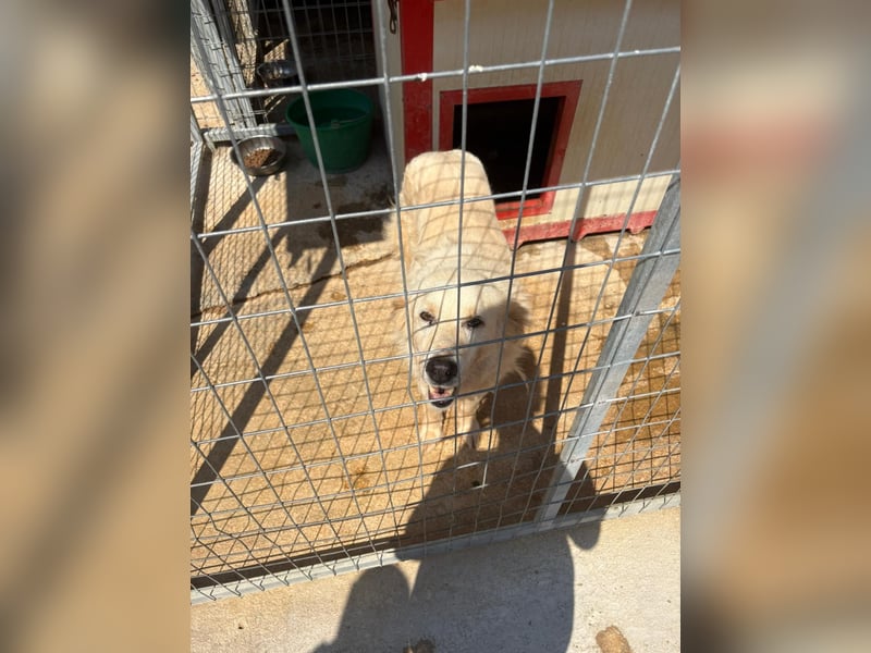 Akari - Ruhige Hündin sucht ruhiges Zuhause