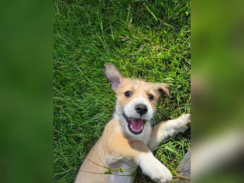 Mila sucht ein neues Zuhause