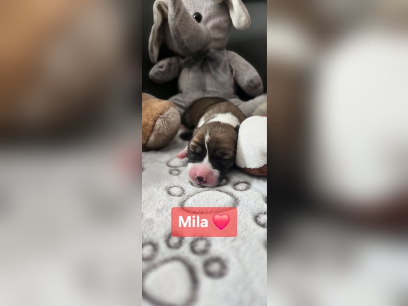 Mila sucht ein neues Zuhause