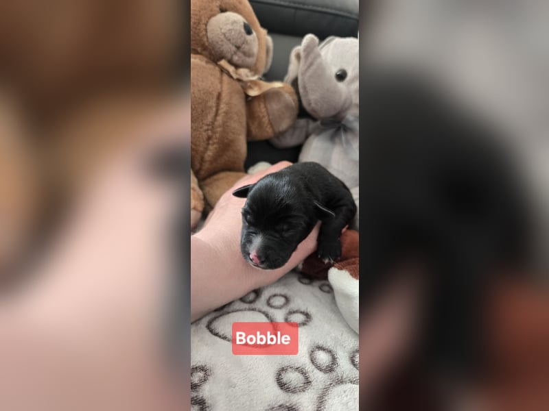 Bobble sucht ein neues Zuhause