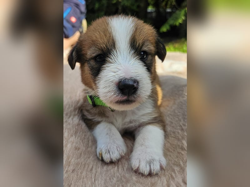 Rumpel sucht ein neues Zuhause
