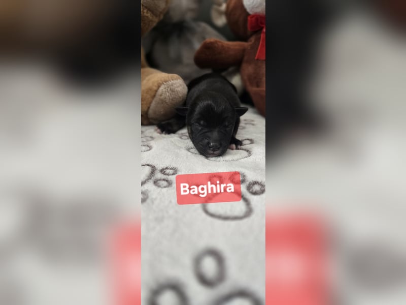 Baghira sucht ein Zuhause