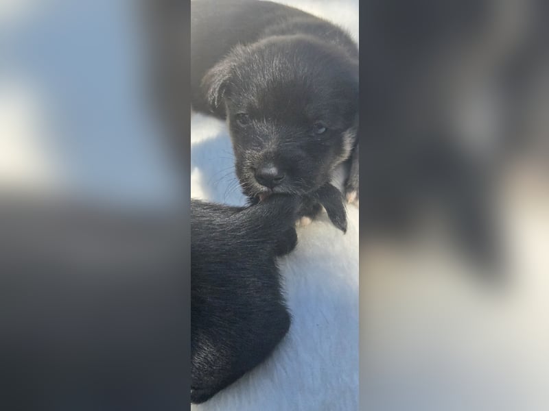 Baghira sucht ein Zuhause