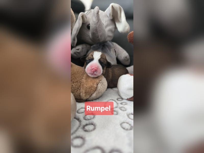 Rumpel sucht ein neues Zuhause