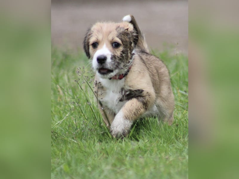 Mila sucht ein neues Zuhause
