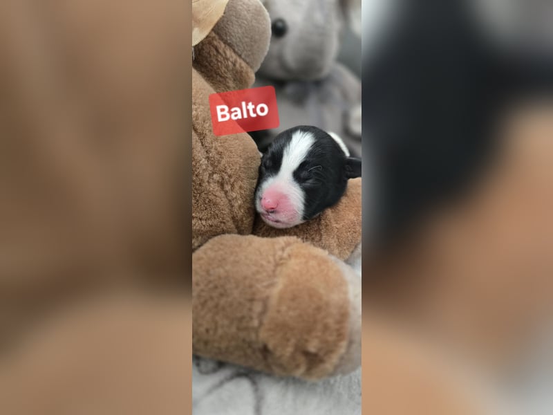 Balto sucht ein neues Zuhause