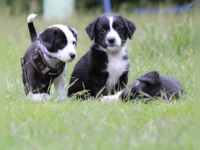 Balto sucht ein neues Zuhause