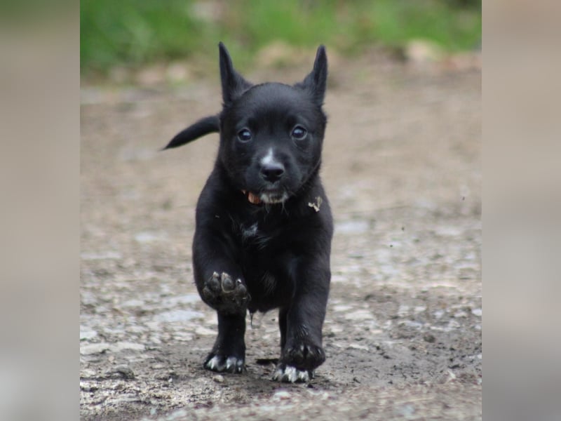 Bobble sucht ein neues Zuhause