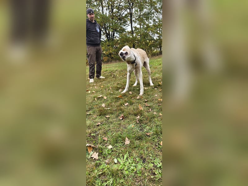 Daris sucht ein neues Zuhause