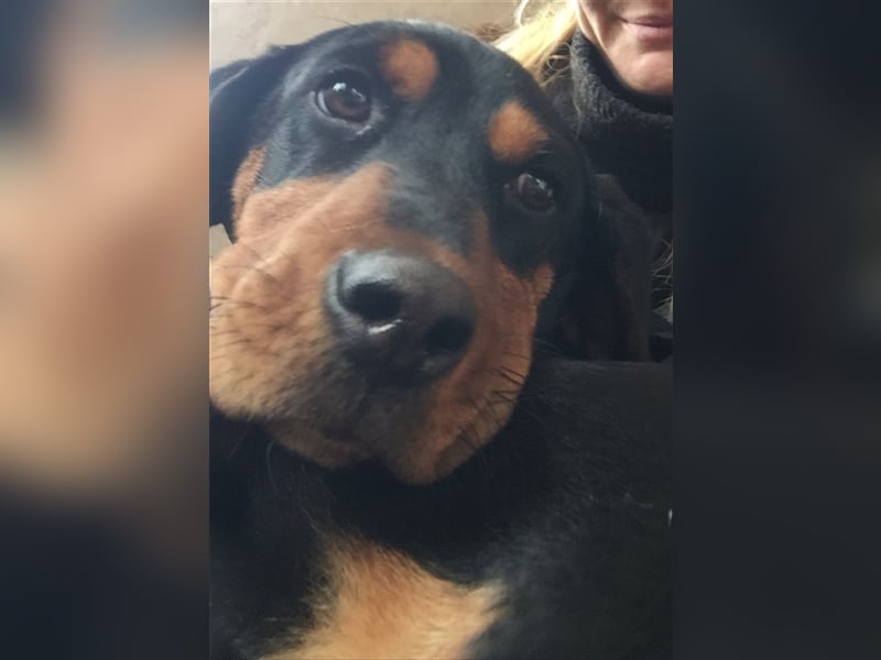 Maya - reinrassige Bracke Hündin