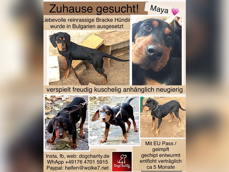 Maya - reinrassige Bracke Hündin