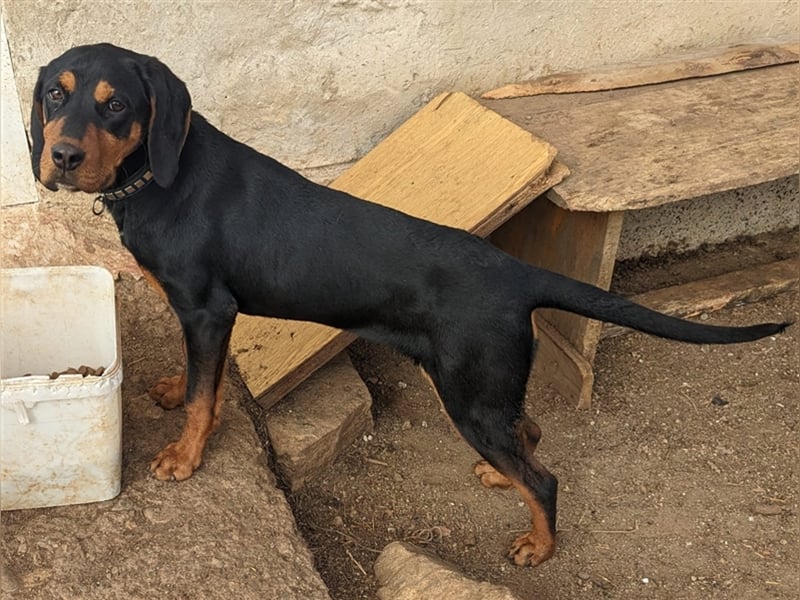 Maya - reinrassige Bracke Hündin