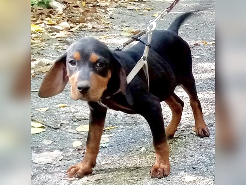 Maya - reinrassige Bracke Hündin