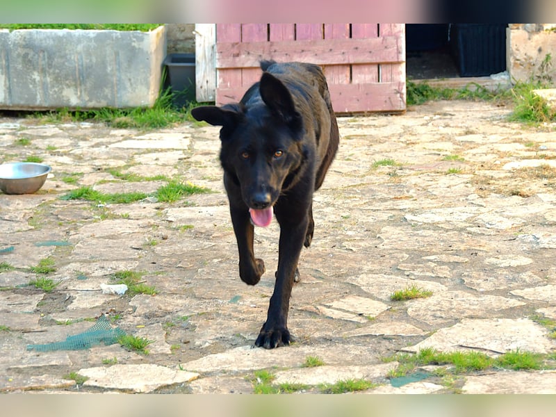 freundliche Zoe sucht ihr Zuhause für immer