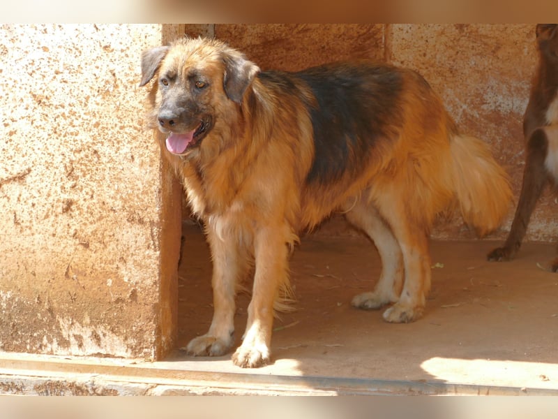 Frodo wünscht sich sein Zuhause für immer