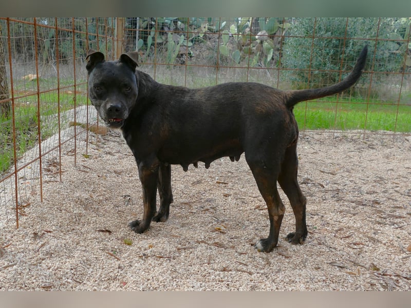 liebe Malu sucht ein liebevolles Zuhause in der Schweiz