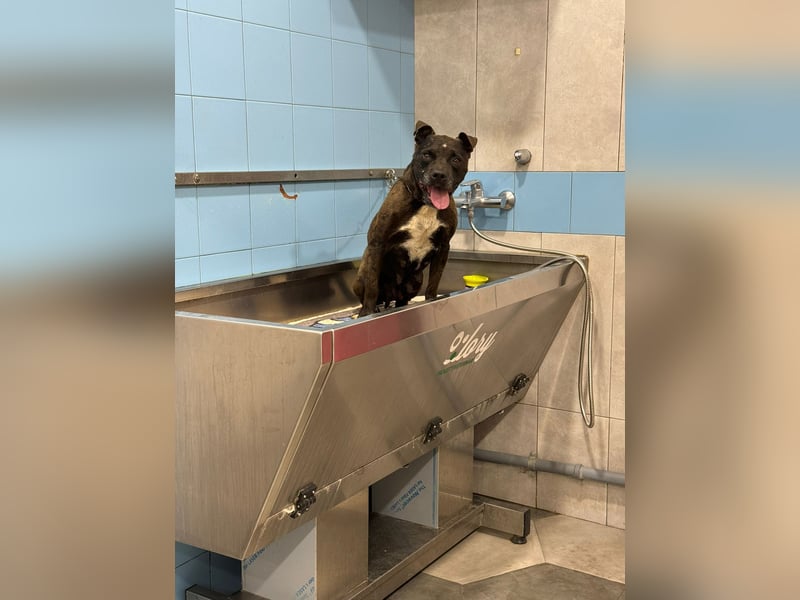 liebe Malu sucht ein liebevolles Zuhause in der Schweiz