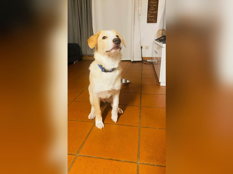 Luke auf Pflegestelle in München such sein kuscheliges Zuhause