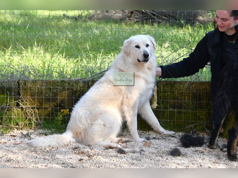 liebe Minka sucht noch ihr Zuhause