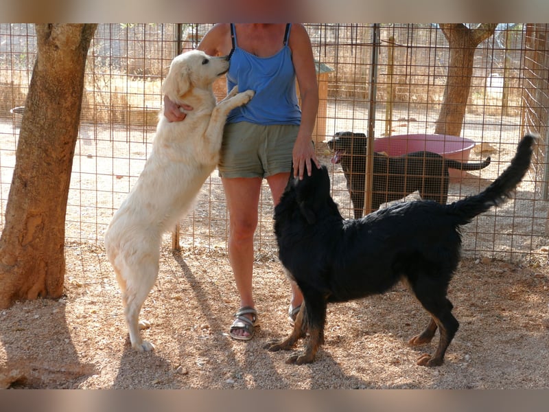 liebe Minka sucht noch ihr Zuhause