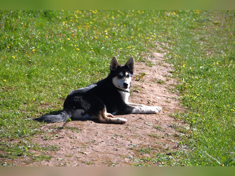 süßer Rocky sucht sein Zuhause für immer