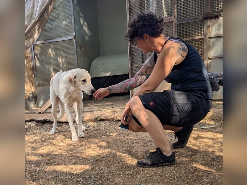 liebster Mister sucht sein Zuhause für immer