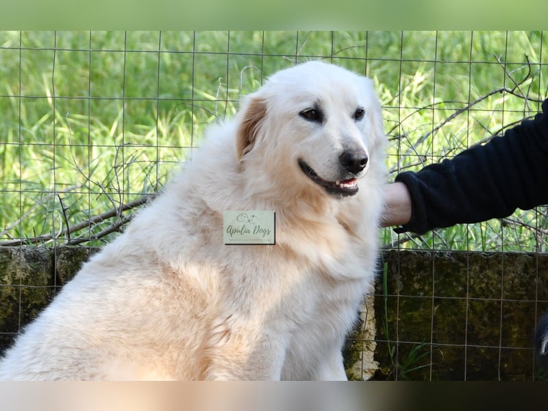 liebe Minka sucht noch ihr Zuhause