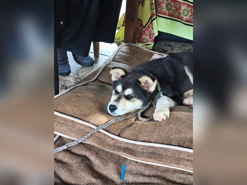 süßer Rocky sucht sein Zuhause für immer