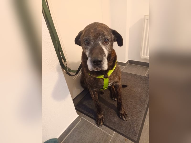 Papy auf Pflegestelle in 88250 Weingarten sucht endlich sein Zuhause