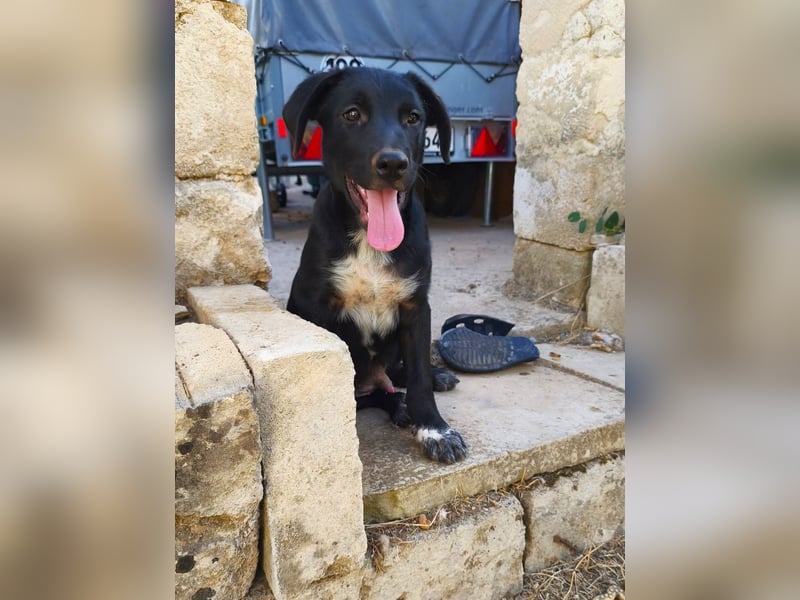 süßer Benno wünscht sich Zuhause süßer Benno wünscht sich Zuhause