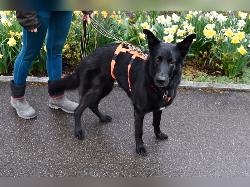 Barby auf Pflegestelle in 72488 Sigmaringen sucht ihr Zuhause