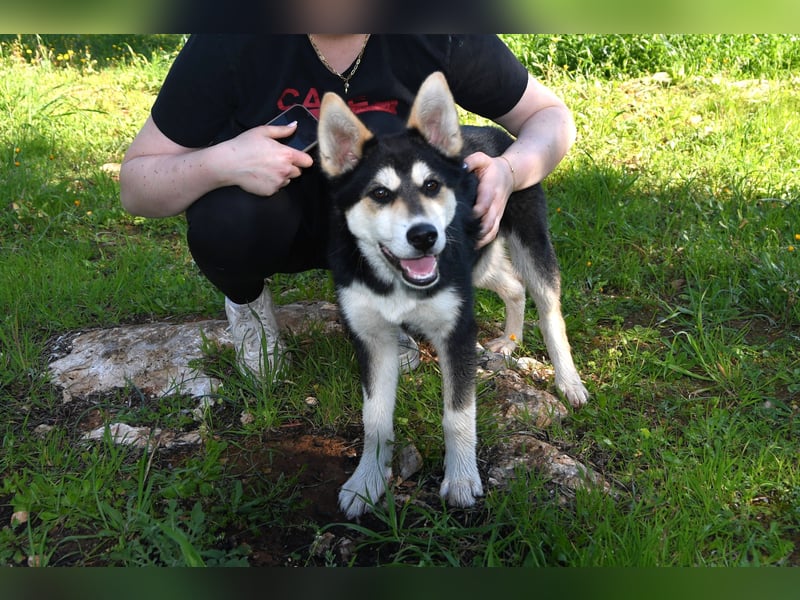 süßer Rocky sucht sein Zuhause für immer