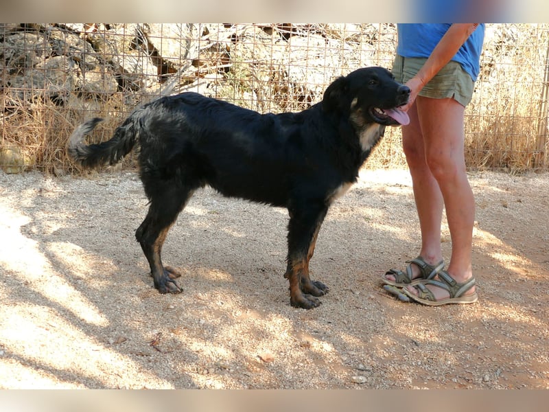 süßer Macho sucht sein kuscheliges Zuhause