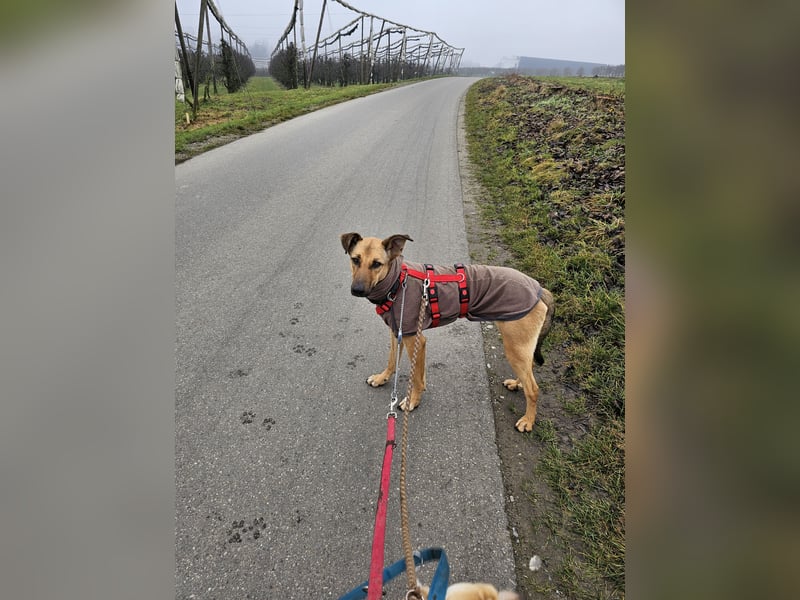 Brad auf Pflegestelle in 88273 Fronreute sucht sein Zuhause