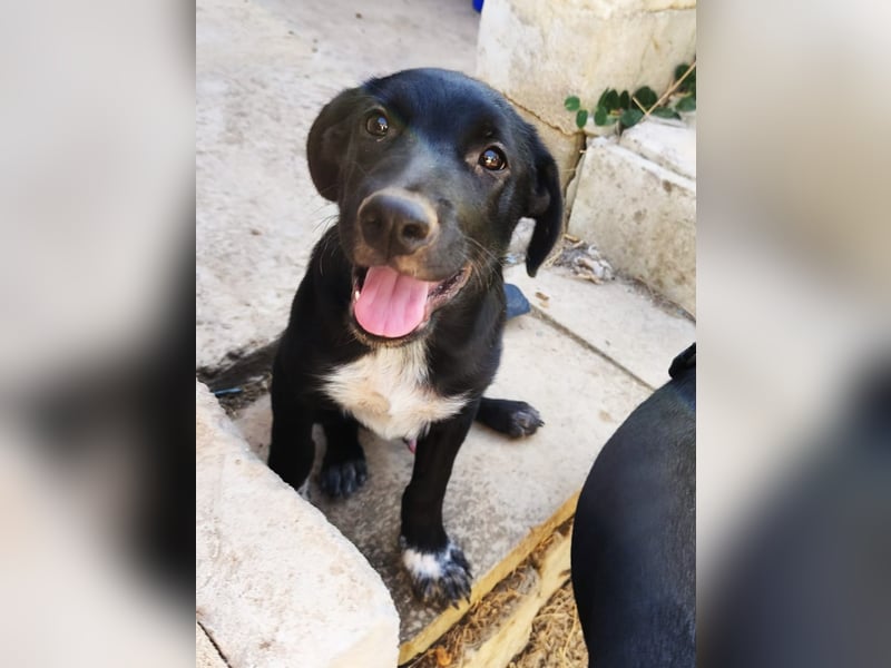 süßer Benno wünscht sich Zuhause süßer Benno wünscht sich Zuhause