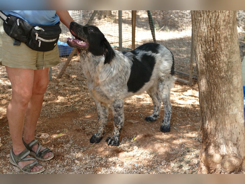 liebenswürdiger Magic sucht sein Zuhause