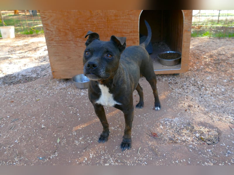 liebe Malu sucht ein liebevolles Zuhause in der Schweiz