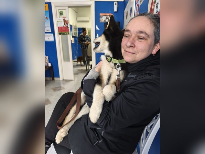 süßer Rocky sucht sein Zuhause für immer