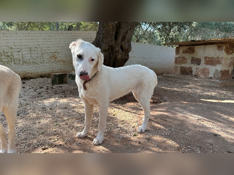 Linda sucht ihr Zuhause für immer