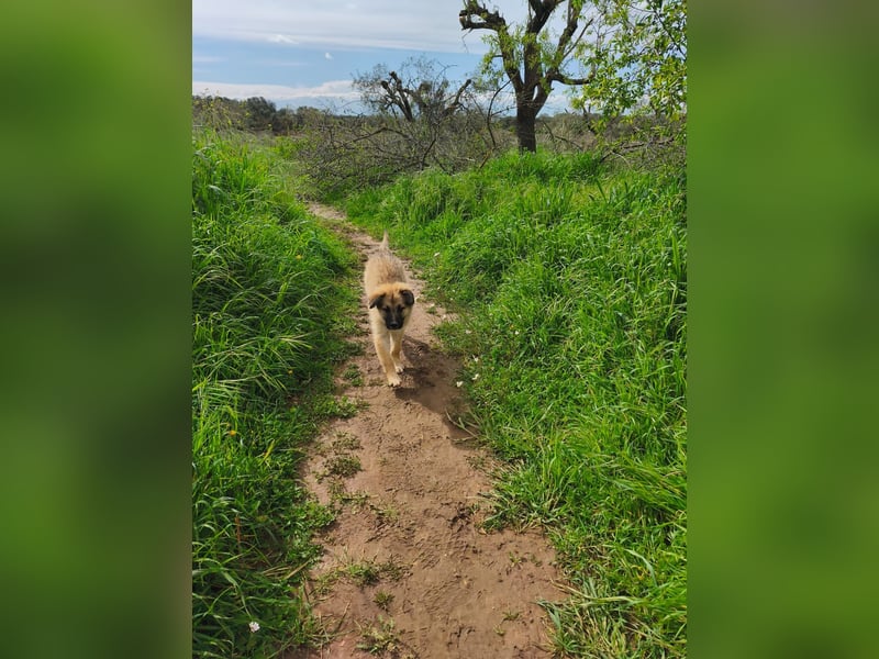 süßer Kalle sucht sein Zuhause