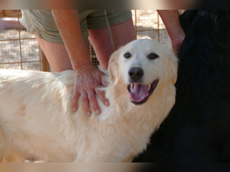 liebe Minka sucht noch ihr Zuhause